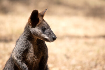 Naklejka premium The swamp wallaby has dark brown fur, often with lighter rusty patches on the belly, chest and base of the ears.