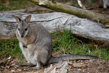 the tammar wallaby  has dark greyish upperparts with a paler underside and rufous-coloured sides...
