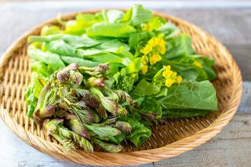 ざるに載った春の食材、タラの芽と菜の花 © のら