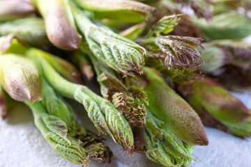 春の食材、タラの芽、クローズアップ