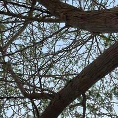 Qeshm tree