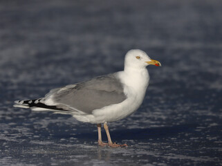 Fototapeta na wymiar Herring gull