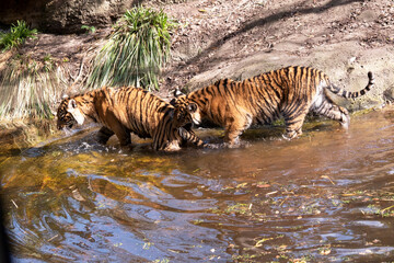 Young tigers have a coat of golden fur with dark stripes, the tiger is the largest wild cat in the...