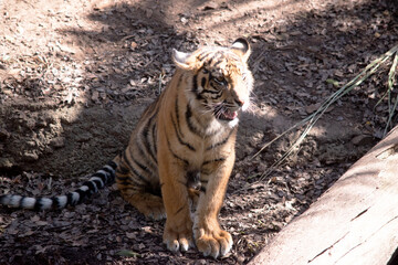 Young tigers have all their stripes and markings. They are learning to be powerful hunters while...