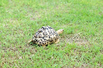 Tortoise in a garden. World Animal Day.