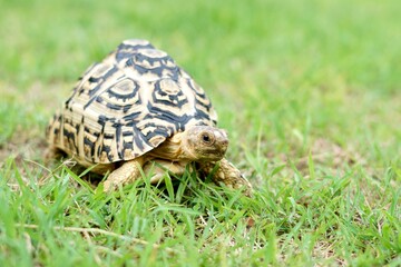 Tortoise in a garden. World Animal Day.