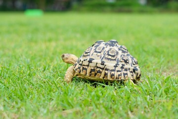 Tortoise in a garden. World Animal Day.