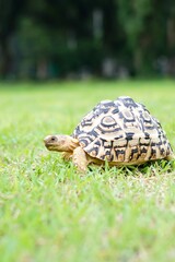 Tortoise in a garden. World Animal Day.