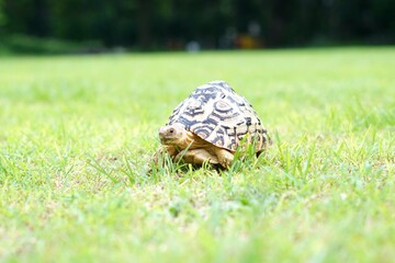 Tortoise in a garden. World Animal Day.