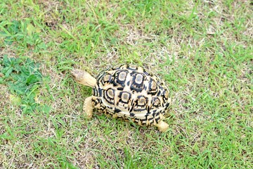 Tortoise in a garden. World Animal Day.