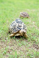 Tortoise in a garden. World Animal Day.