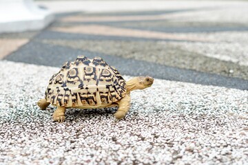 Tortoise in a garden. World Animal Day.