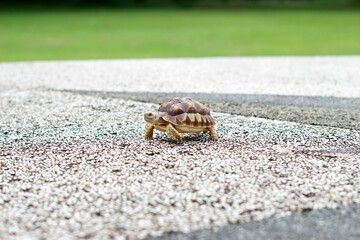Tortoise in a garden. World Animal Day.