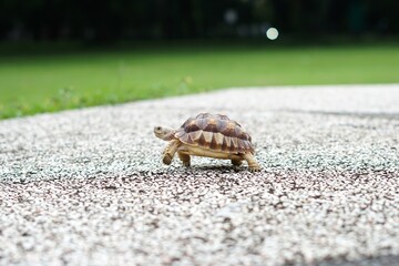 Tortoise in a garden. World Animal Day.