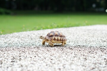 Tortoise in a garden. World Animal Day.