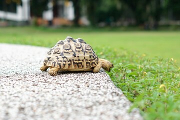 Tortoise in a garden. World Animal Day.
