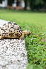 Tortoise in a garden. World Animal Day.