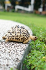 Tortoise in a garden. World Animal Day.