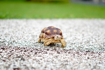 Tortoise in a garden. World Animal Day.
