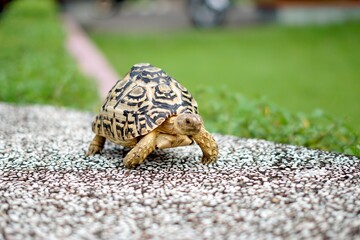 Tortoise in a garden. World Animal Day.