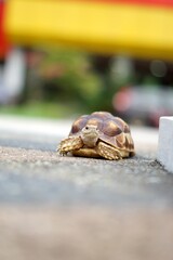 Tortoise in a garden. World Animal Day.