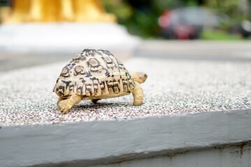 Tortoise in a garden. World Animal Day.
