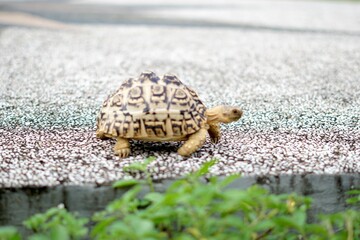 Tortoise in a garden. World Animal Day.