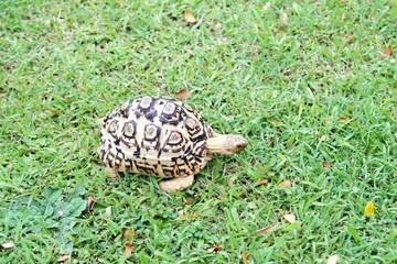 Tortoise in a garden. World Animal Day.