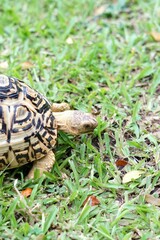 Tortoise in a garden. World Animal Day.