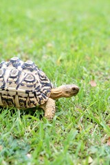 Tortoise in a garden. World Animal Day.