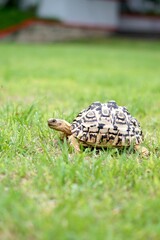 Tortoise in a garden. World Animal Day.
