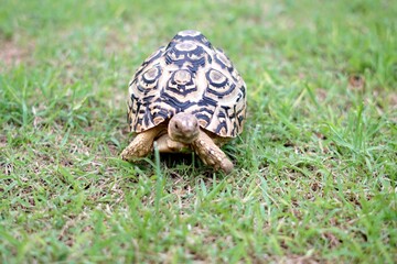 Tortoise in a garden. World Animal Day.