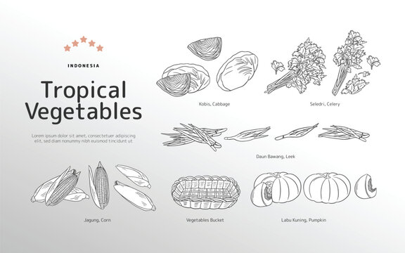 Isolated Tropical vegetables outline illustration