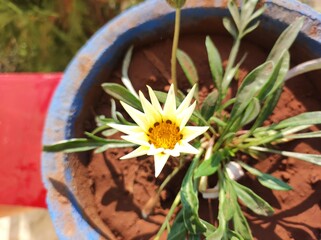 Gazania Genus,
