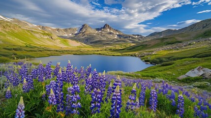 Fototapeta premium A blooming alpine meadow filled with lupines and a stunning mountain backdrop