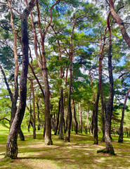 trees in the park