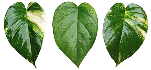 Pothos money plant heart shaped leaves