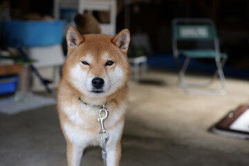 柴犬