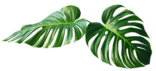 Tropical monstera leaves, cut out