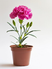 Naklejka na ściany i meble Carnation pot, studio photoshoot 