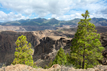 Panoramic view of the  mountains on the island of Gran Ganaria with pine trees