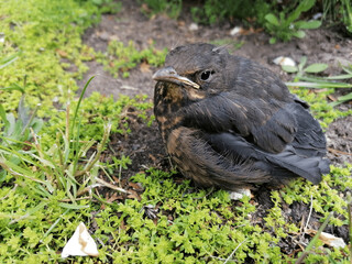 Bird.