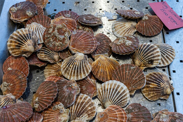 King scallops for sale at a market in Belfast, Northern Ireland