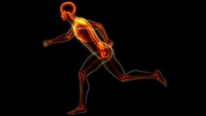 Obraz premium Human Skeleton System Bone Joints Anatomy