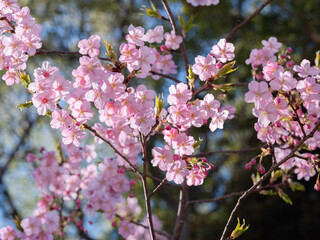 満開の桜