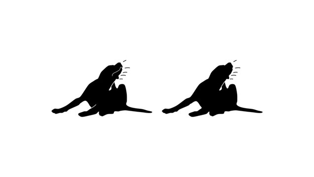 the dog is itching, black isolated silhouette
