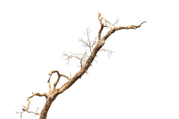 Dead tree isolated on white background, Dead branches of a tree, Dry tree branch, Part of single old and dead tree on white background.