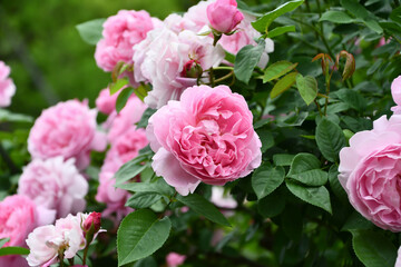 バラ「メアリーローズ」