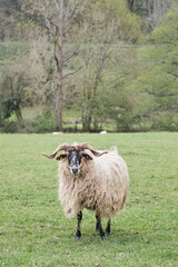 Oveja lacha en un prado del norte de España