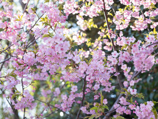 満開の桜